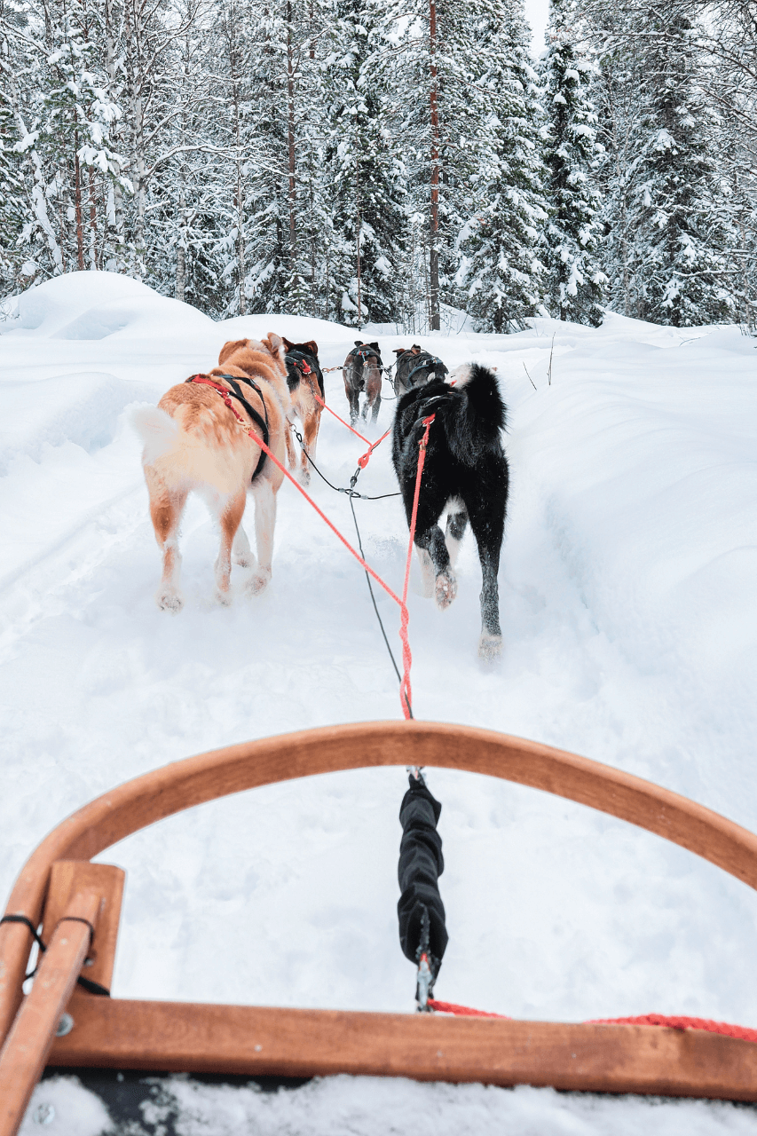 Foto di husky da sleddog che trainano una slitta in montagna